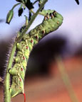 Hornworm